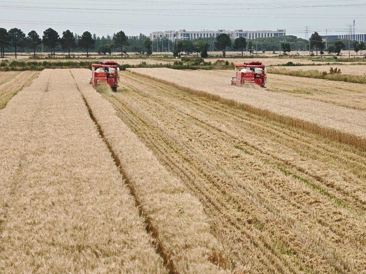 千斤麦田背后：科技“田管家”讲好“技术经”
