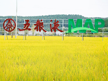 丰收进万家 | 蜀中何以出美酒？答案就在这片麦田里