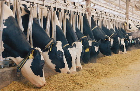 反刍动物行业简介