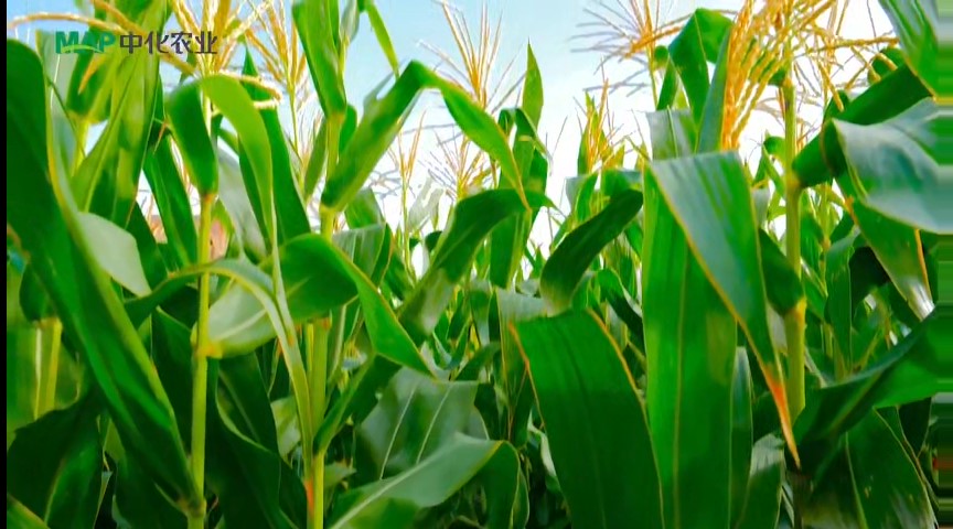 田间玉米“量”丰收,技术方案“提”单产