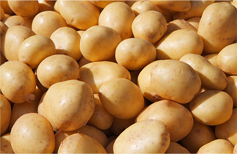 马铃薯原粮服务