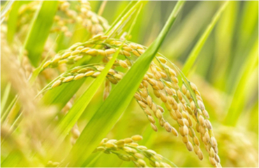 High Yield Planting Solution