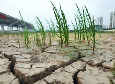 中轻度盐碱地种植解决方案